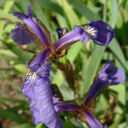 Iris setosa