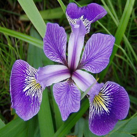 Iris versicolor