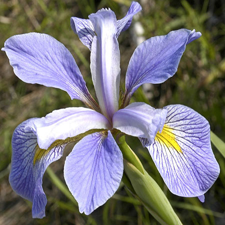 Iris virginica